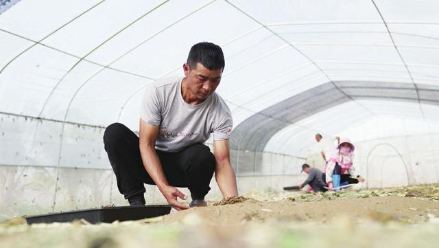 乐陵小蚂蚱“飞”到海南岛