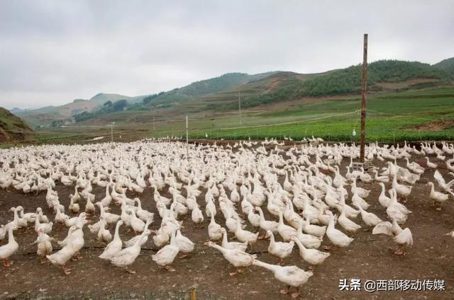 云南鲁甸水磨滴水村的鹅鹅鹅重点销售云贵川