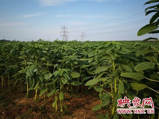 鲁山县：千头野猪基地“华丽转身”“野菜猪”登上舞台