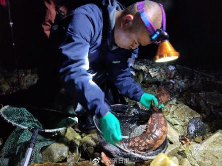 江西靖安发现大鲵野外纯种种群