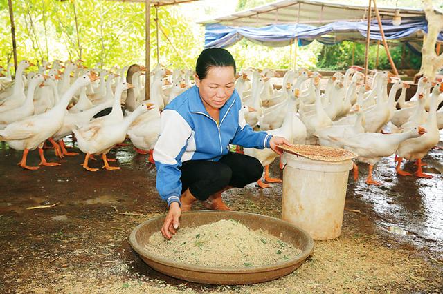 峨蔓镇王坡村委会贫困户刘圣加：“养鹅，让我插上致富的翅膀”