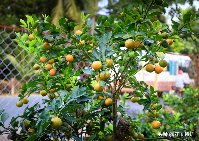 “家有吉祥树，幸福一家子”，这3种果树，镇宅招福，越养越吉祥