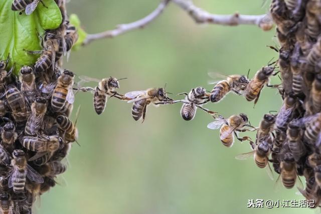 科学是第一生产力，养蜂初学者该注意哪些问题？小伙总结了这七点