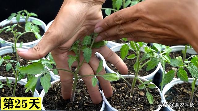 圣女果你还在花钱买吗？学会种植小技巧，在家种植结果多到吃不完