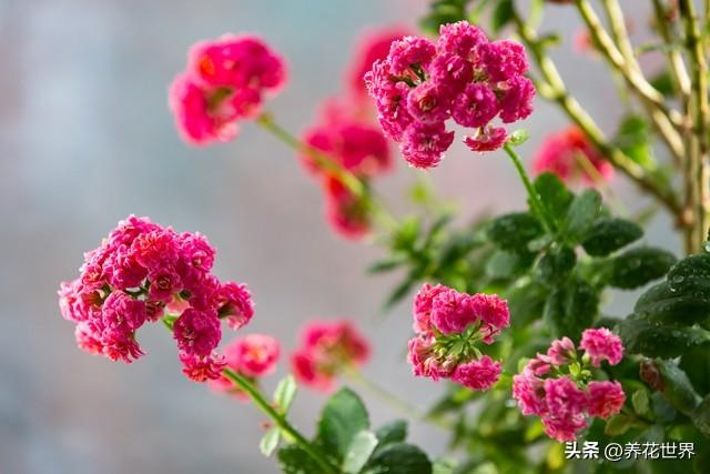 这4种开花又香又好看的花卉,很适合冬天来养护