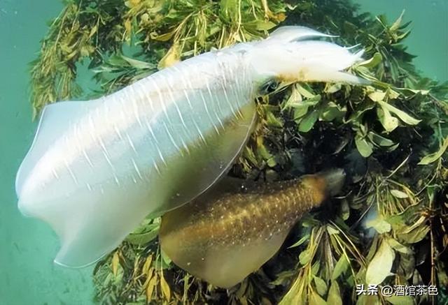 金乌贼的生物特征与室内人工繁育技术