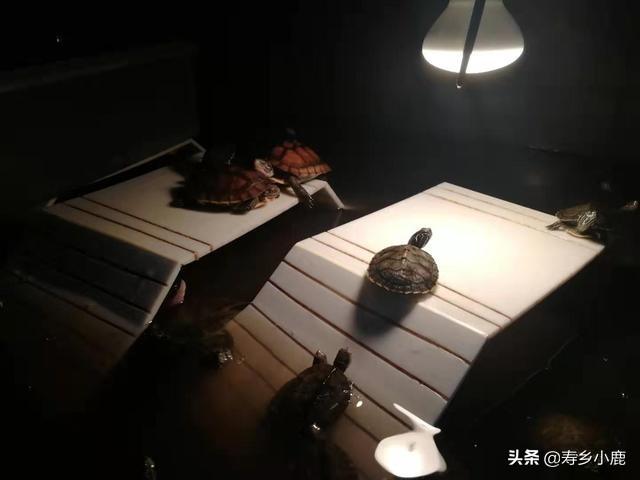 误区：加温养出来的龟苗体质不好，容易生病死亡