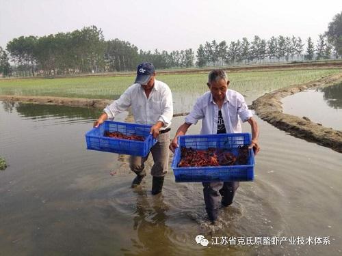 连续阴雨条件下的稻虾综合种养管理注意事项