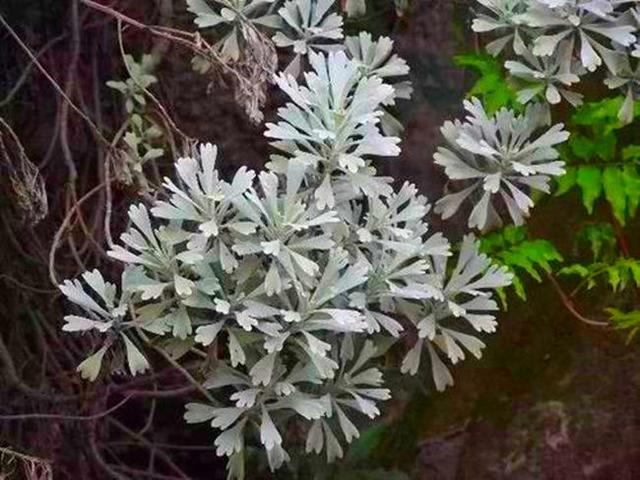 3种颜值高的花草，放在阳台驱虫灭菌，养几盆真养人