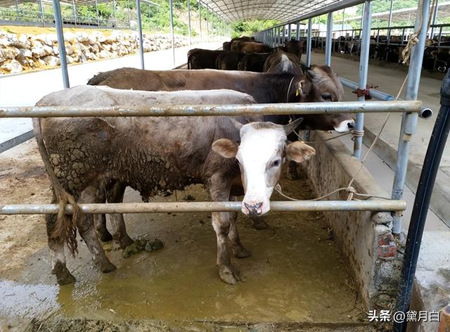 养殖场需要具备一定的技术和管理能力，才能不断提高养殖水准