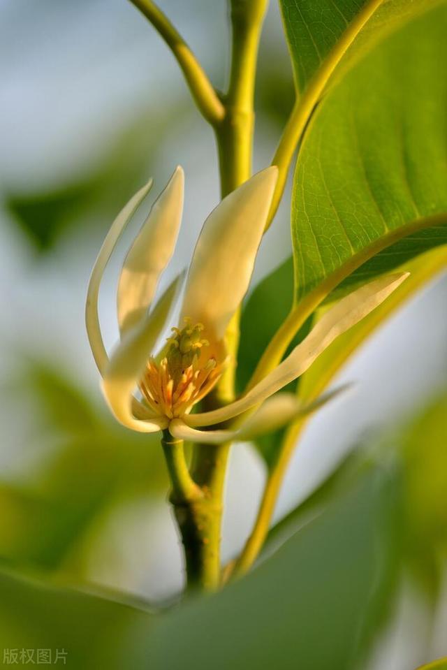 这花就是“活香水”，摆家里这么养，花量大香水味好闻