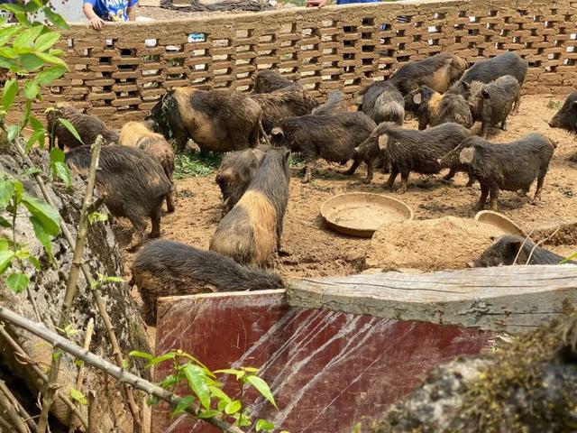 小编带您走进米坪乡大坪村香猪基地—绿色生态养殖