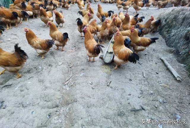 发酵饲料养鸡，鸡场不臭鸡肉香，降本增效（含肉鸡蛋鸡配方）