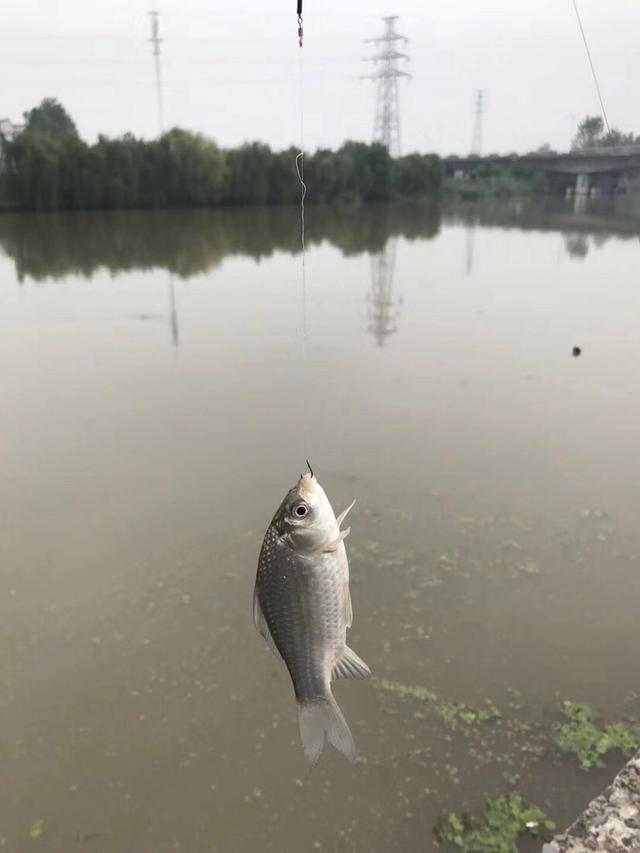 运河水质特殊如何作钓？适当调整鲫鱼来报道