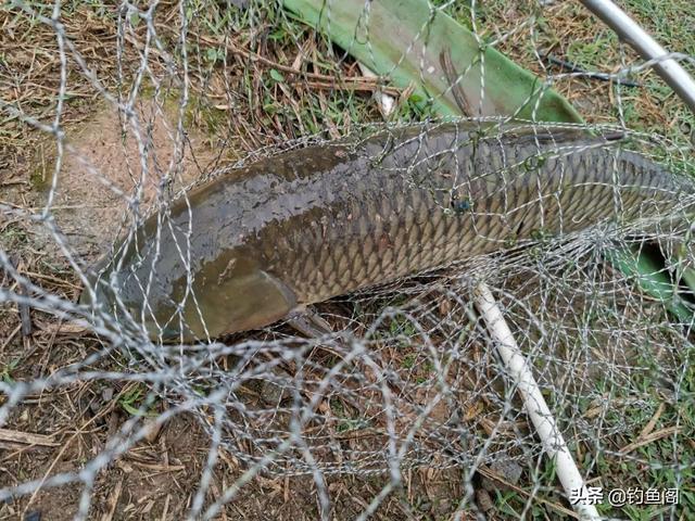 野生大草鱼警惕高、很难钓？做窝方法是核心，窝料越简单越好