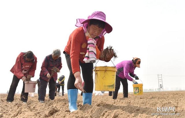 河北：2025年中药材种植规模发展到255万亩