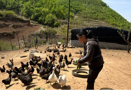 养殖引领 电商赋能 山沟里飞出“金凤凰”