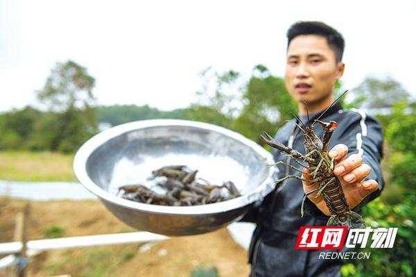 浏阳：村里养的澳洲小龙虾上市了