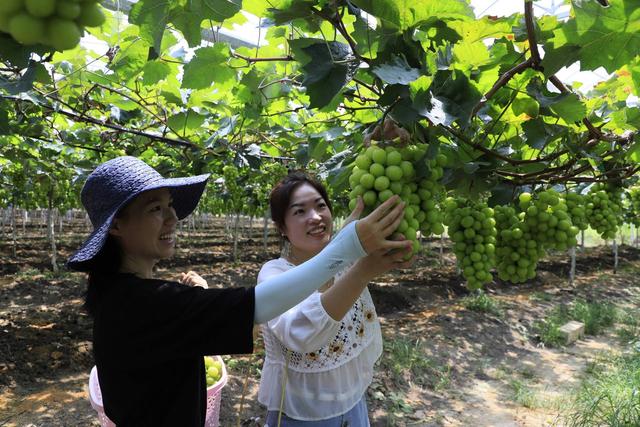 灵川县“阳光玫瑰”葡萄园实施立体栽培，亩产值超10万元