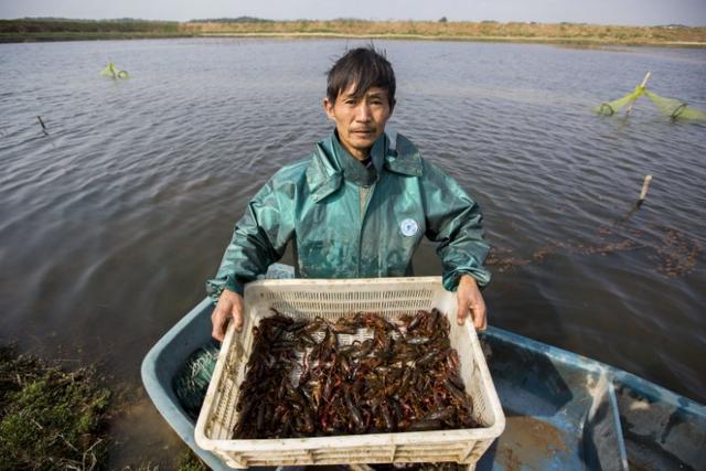 鄱阳湖畔起虾忙