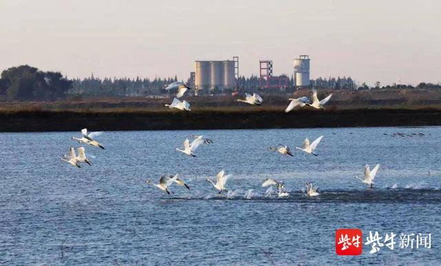 常州金坛长荡湖综合整治显现多重效应