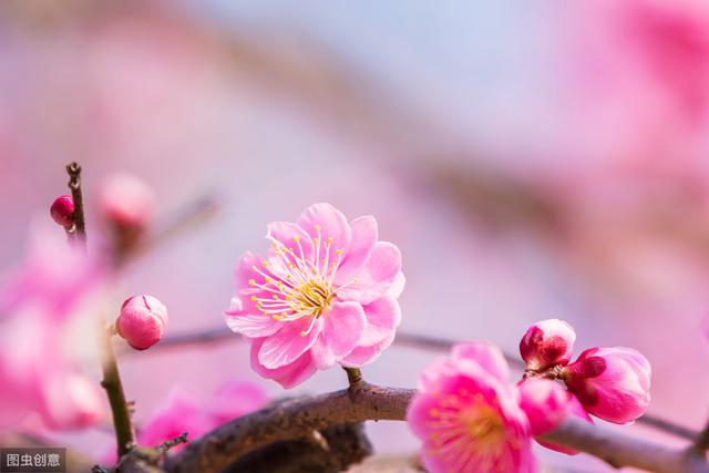 这4种花秋冬多冻冻，才能开花鲜艳，花量大