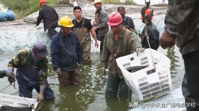 【农广天地】胆大心细养黑鱼