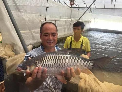 评估鲤鱼鱼种最大生长的最佳膳食蛋白质需求