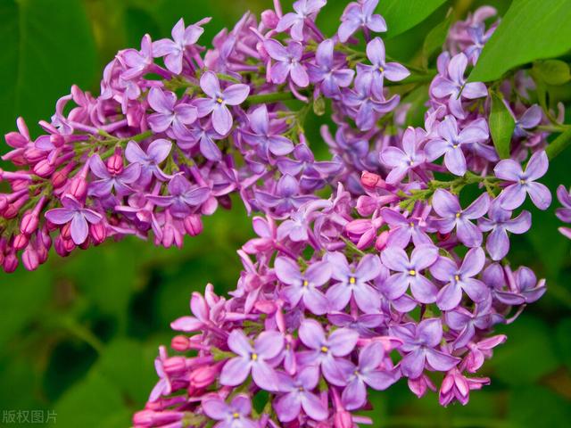 丁香花的养殖方法？牢记4点，新手也能养好丁香花