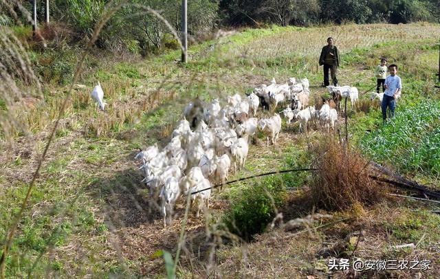 养殖机会来了，提前做好这些准备，在行情低迷中绝地反击