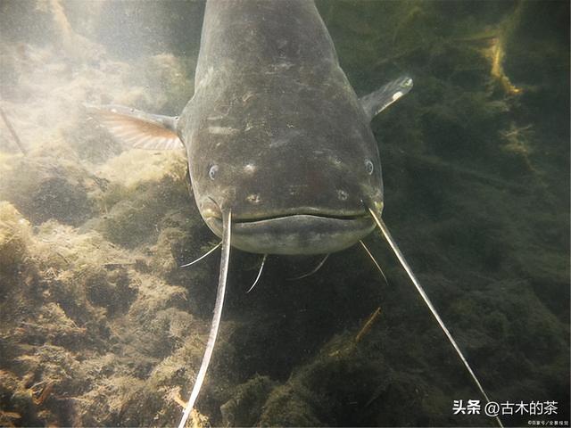 革胡子鲶鱼的生物性特性与养殖技术