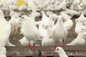 肉鸽饲养新技术有哪些？