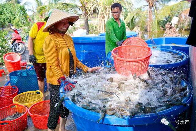 越南高科技养殖的“黑科技”，只要一部手机，就能实现自动化养殖