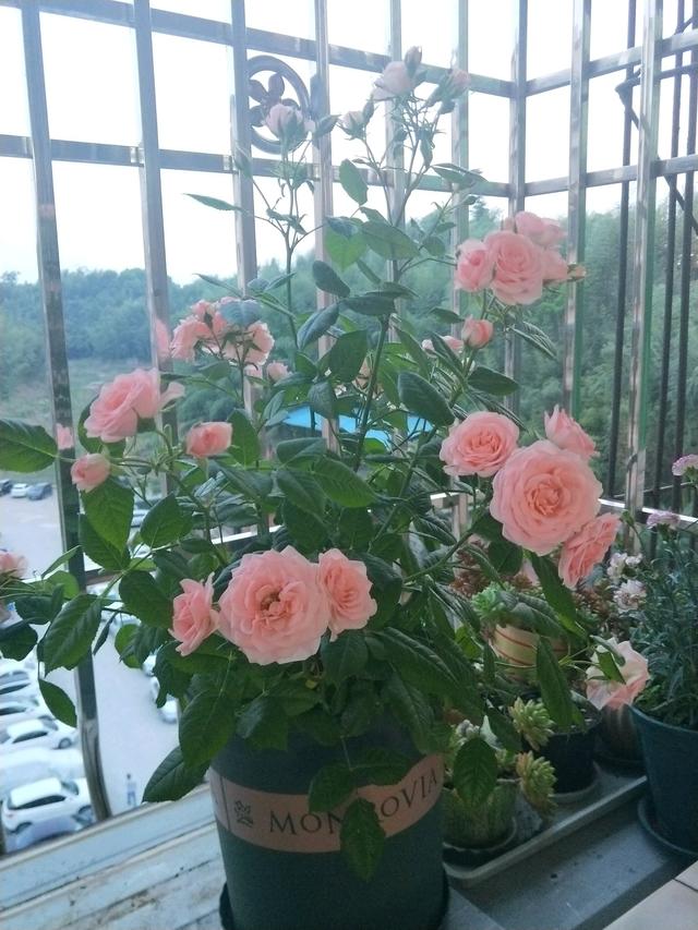 微型月季花“宝贝宝石”，植株低矮，丰花勤花，适合阳台种植