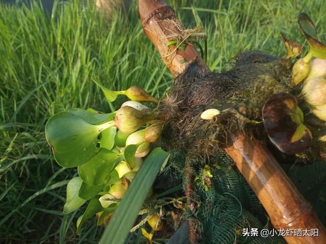 夏季高温虾田水质有机物过多污染严重，你可以选择水葫芦来吸污