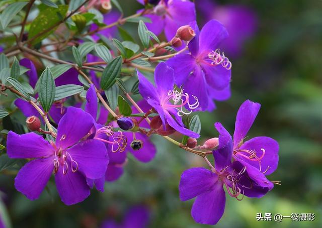 夏花（四十四）——巴西野牡丹