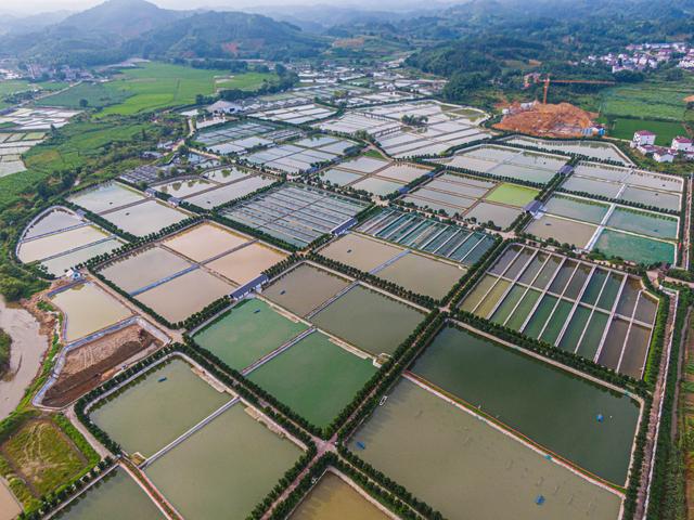 上树采蜜橘下水捞甲鱼：江西南丰老区走出一条绿色发展之路