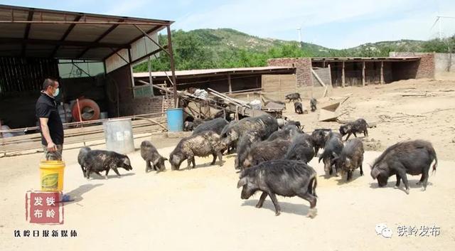 藏香猪每年给宇恒养殖场带来30万利润