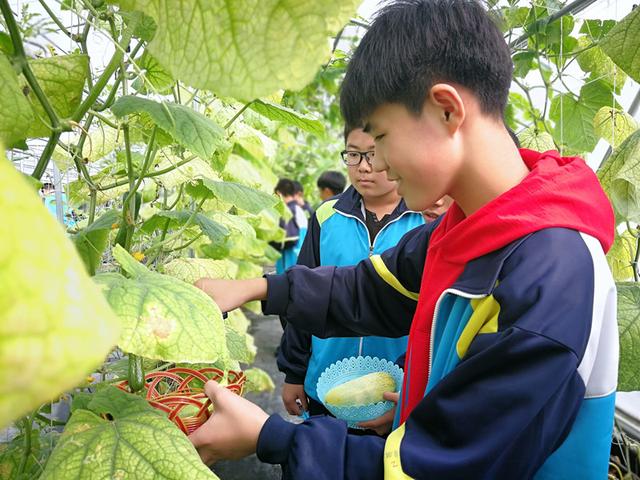 自建蔬菜大棚和动物园，汶上的这两所学校火了