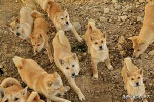 大型正规肉狗养殖基地(农村养殖肉狗经济效益高，大规模养殖需要注意一些什么细节？)