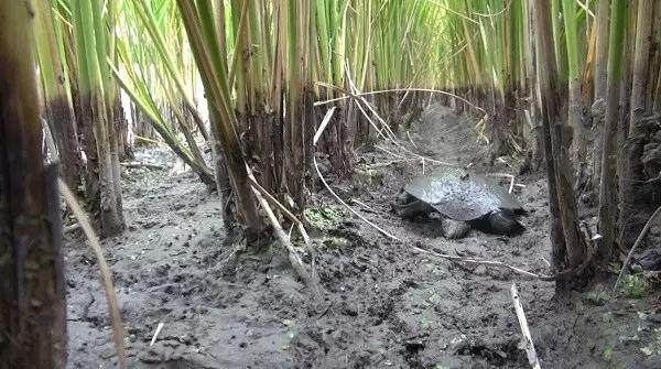 浙江大爷养殖乌鳖，通过稻鳖共养走向致富，年销售额五千万元