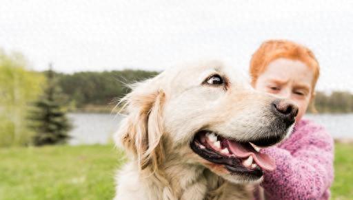 金毛犬：优点大盘点！