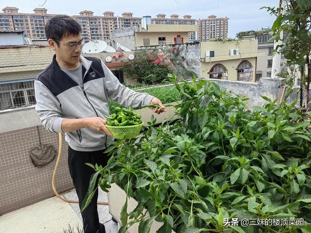 楼顶菜园立体种养模式：养乌龟，为菜提供肥水，养蜜蜂为瓜果授粉