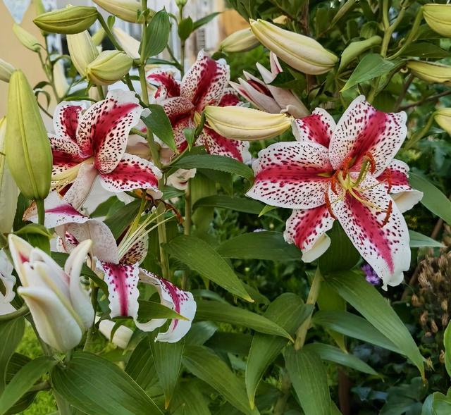 盆栽百合花的种植技巧，掌握3点，花苞更多，花大味香