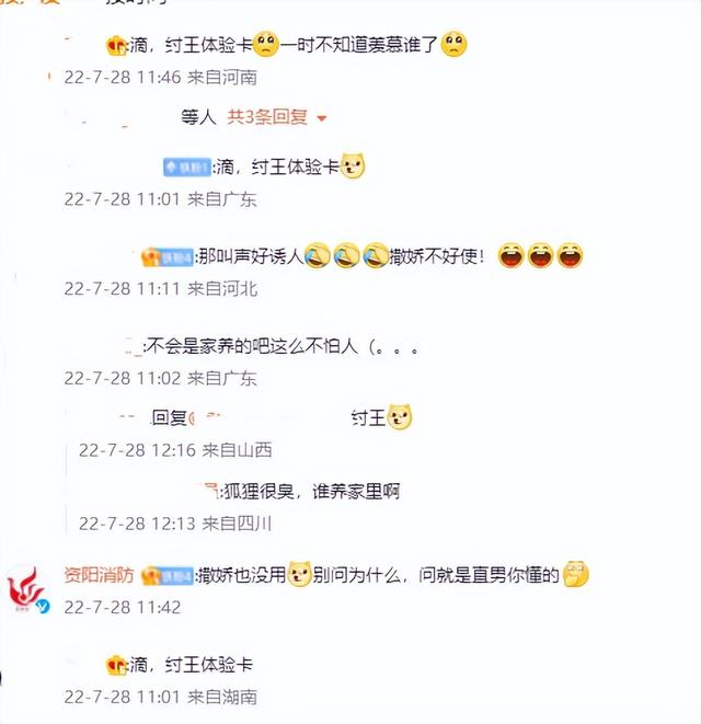 罕见狐狸现身天津！撒娇卖萌，坦露肚皮，为啥说这不是好事？