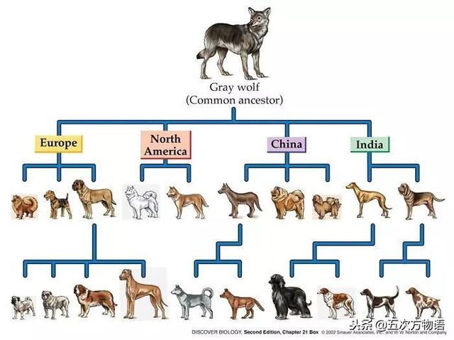 关于犬科动物的生殖隔离