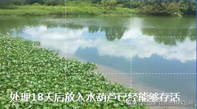 采用微生物技术处理养殖场废水与农产品加工废水效果好成本低