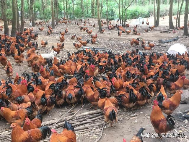 发酵饲料养鸡，鸡场不臭鸡肉香，降本增效（含肉鸡蛋鸡配方）