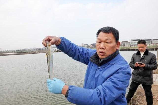 靖江这片鱼塘何以冒出不少活刀鱼？专家认为，可望为刀鱼人工养殖打开新思路