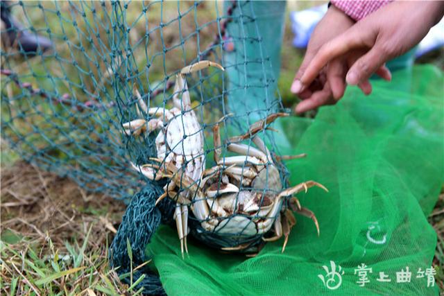 富源：大细北村沼泽变蟹池